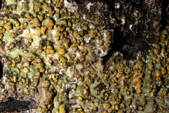 Trypethelium eluteriae