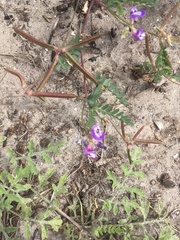 Astragalus leptocarpus
