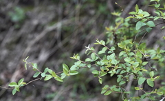 Spiraea prunifolia pseudoprunifolia