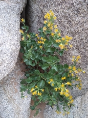 Ericameria cuneata