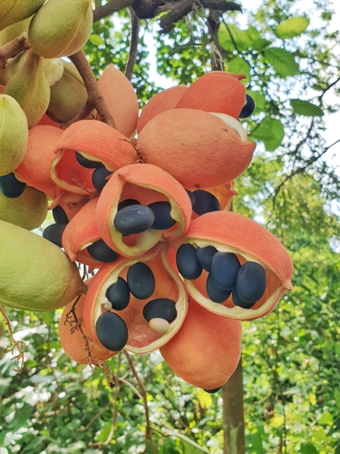 Sterculia cordata