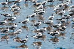 Leucophaeus pipixcan