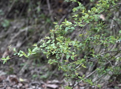 Spiraea prunifolia pseudoprunifolia