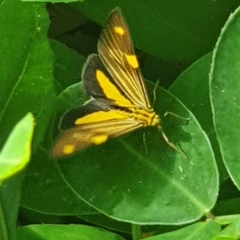 Phaeochlaena lampra