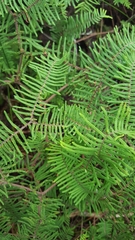 Gleichenia dicarpa