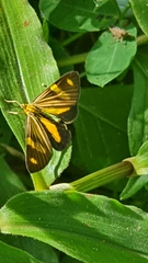 Phaeochlaena lampra