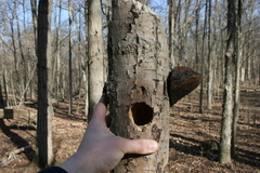 Phellinus everhartii