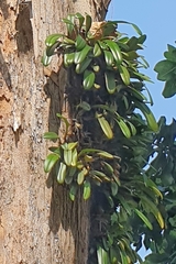 Bulbophyllum medusae
