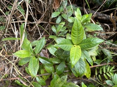 Lasianthus lanceolatus