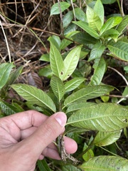 Lasianthus lanceolatus