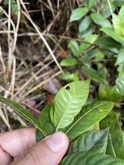Lasianthus lanceolatus