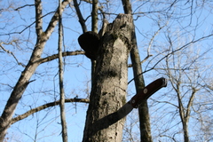 Phellinus everhartii