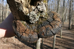 Phellinus everhartii