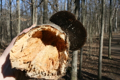Phellinus everhartii