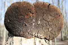 Phellinus everhartii