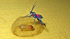 Cosmosoma regia