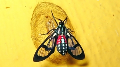 Cosmosoma regia