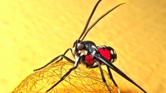 Cosmosoma regia