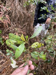 Piptocarpha tetrantha