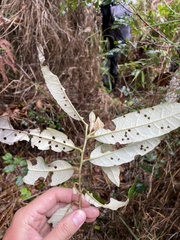 Piptocarpha tetrantha