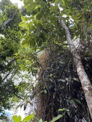 Piptocarpha tetrantha