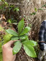 Tetragastris balsamifera