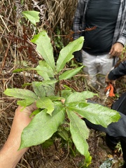 Tetragastris balsamifera