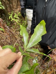 Tetragastris balsamifera