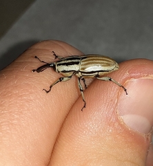 Sphenophorus aequalis