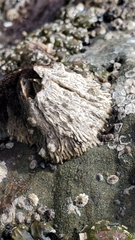 Semibalanus cariosus