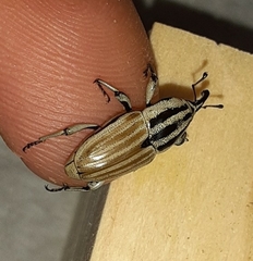 Sphenophorus aequalis