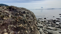 Semibalanus cariosus