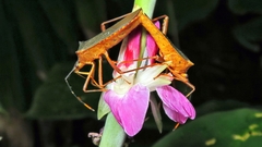 Leptoscelis elongator