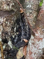 Dacryodes excelsa