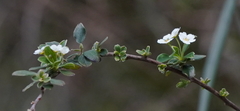 Spiraea prunifolia pseudoprunifolia