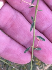 Cleomella palmeri