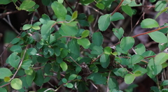 Spiraea prunifolia pseudoprunifolia