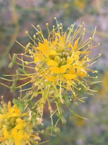 Palmer's jackass-clover (Cleomella palmeri)
