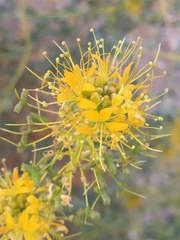 Cleomella palmeri