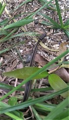 Erythrolamprus melanotus