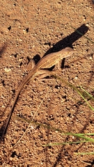 Ctenophorus isolepis