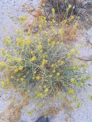 Cleomella palmeri