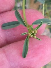 Cleomella palmeri