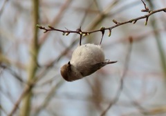 Psaltriparus minimus