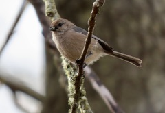 Psaltriparus minimus