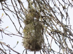 Psaltriparus minimus