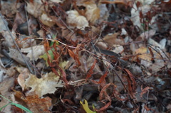 Microstegium vimineum