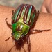 Chrysina quetzalcoatli - Photo (c) R.E.Llanos, algunos derechos reservados (CC BY-NC-SA), subido por R.E.Llanos