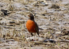Turdus migratorius