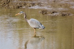 Ardea herodias